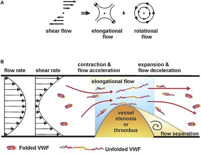 Shear-Dependent Platelet Aggregation: Mechanisms and Therapeutic Opportunities